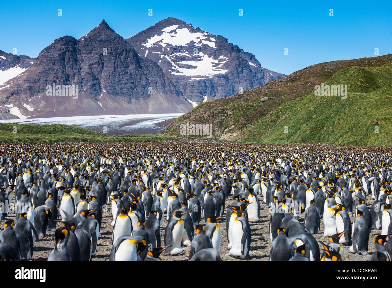 Regno Unito, Georgia del Sud e Isole Sandwich del Sud, colonia di Re pinguino (Atenodytes patagonicus) sulla piana di Salisbury Foto Stock