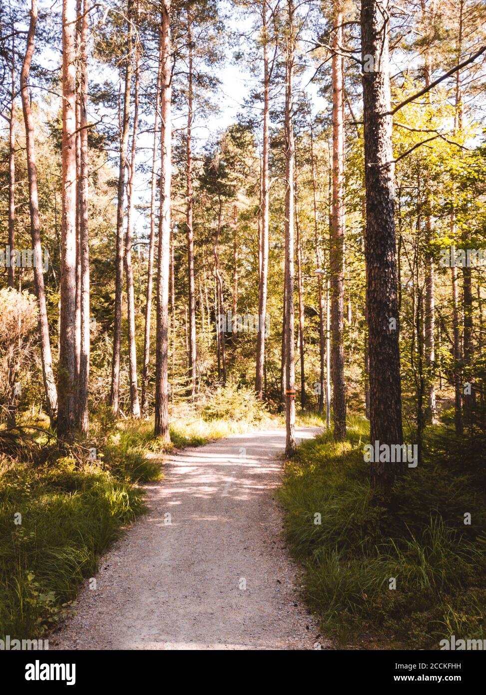 Sentiero escursionistico nel mezzo della foresta circondata dal colore foglie d'autunno arancione a goteborg svezia Foto Stock