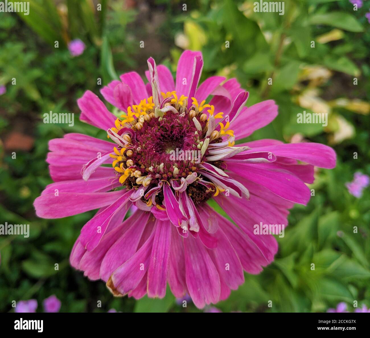 echinacea purpurea fiore con mostra di resistenza gialla in estate Foto Stock
