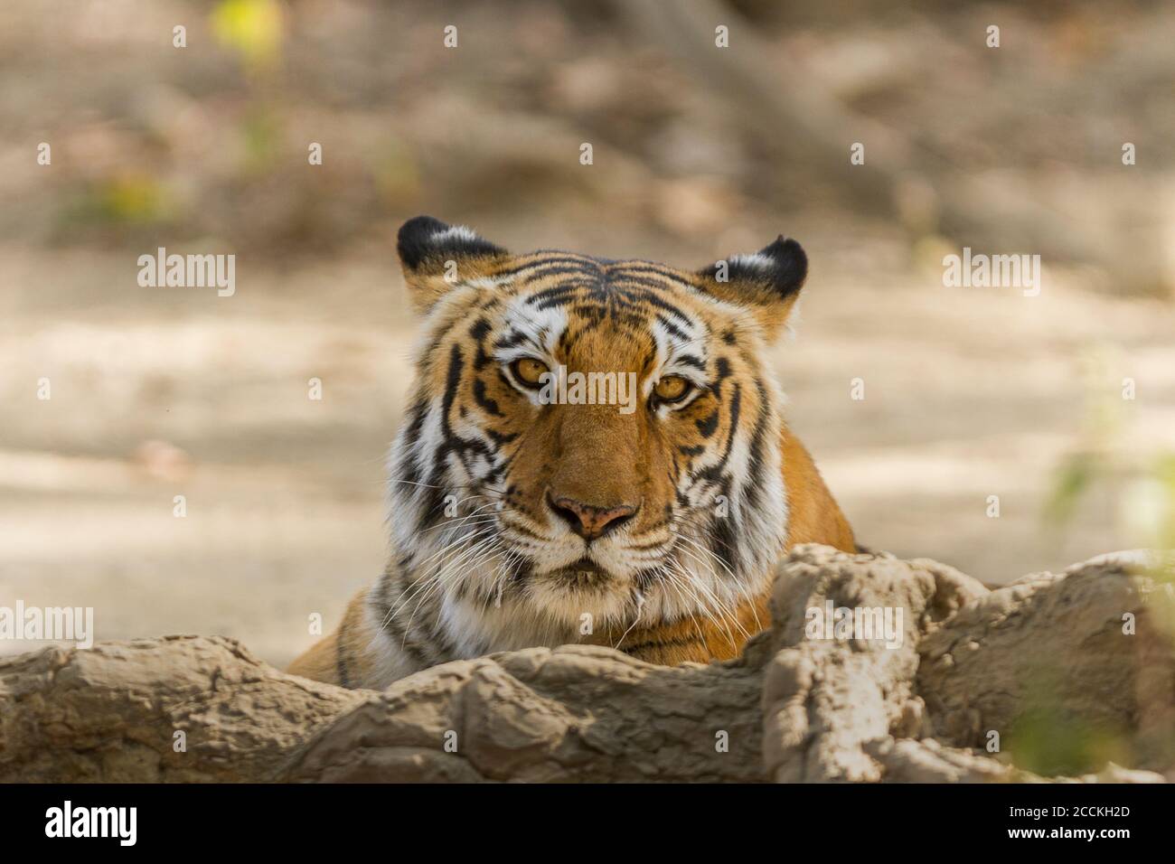 Tiger Close-up, Jim Corbett National Park, Uttarakhand, India Foto Stock