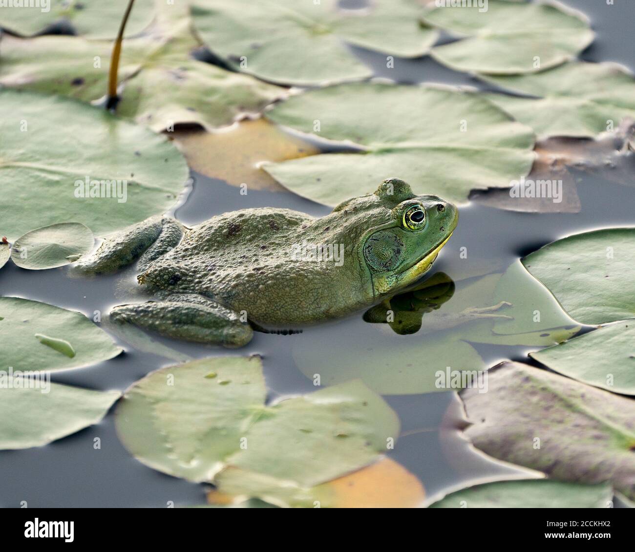 Rana seduta su una foglia di giglio d'acqua in acqua che mostra il corpo verde, la testa, le gambe, l'occhio nel suo ambiente e dintorni, guardando verso destra. Foto Stock