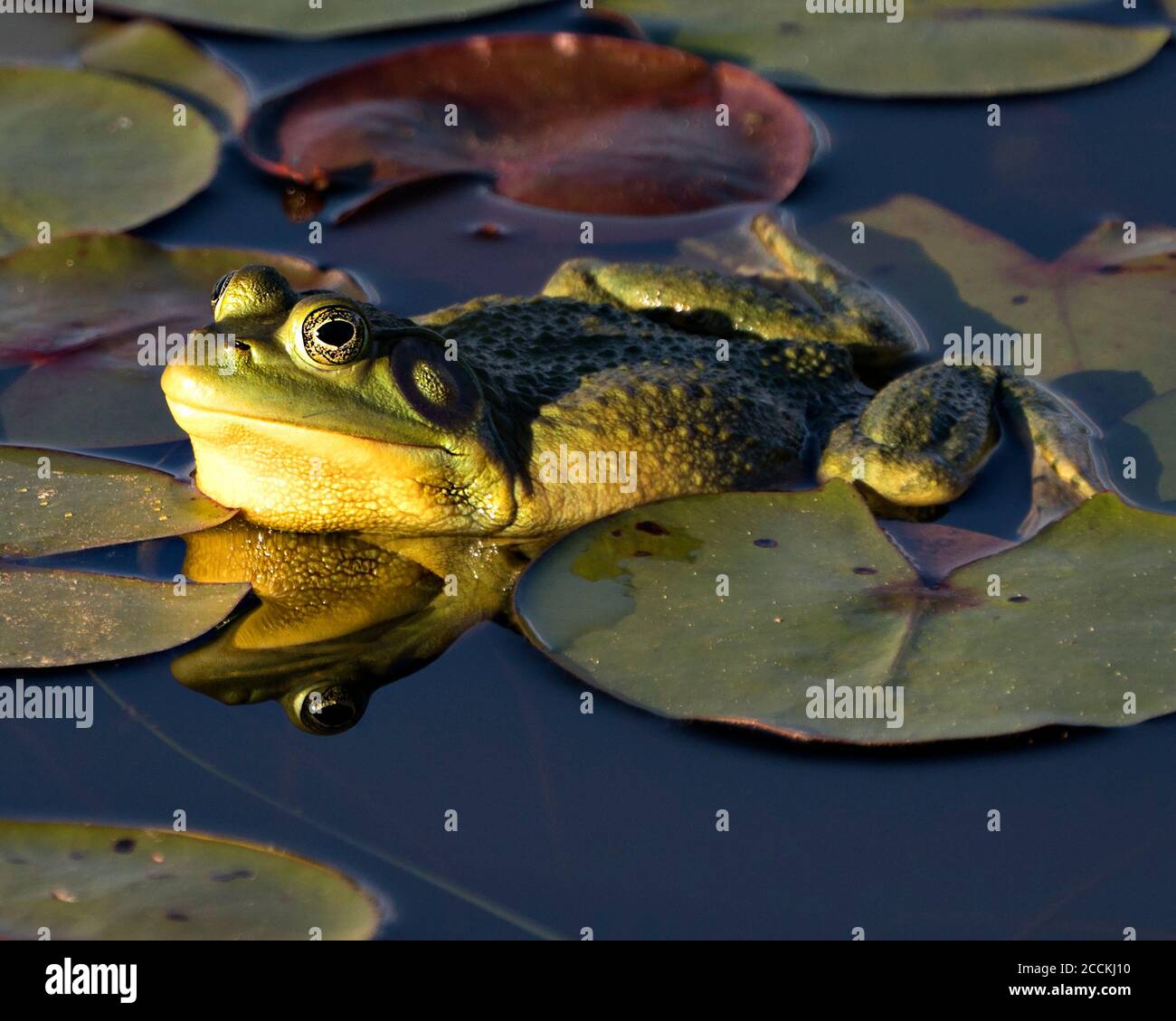 Rana seduta su una foglia di giglio d'acqua in acqua con riflesso rana, che mostra il corpo verde, la testa, le gambe, l'occhio nel suo ambiente e habitat, guardando Foto Stock