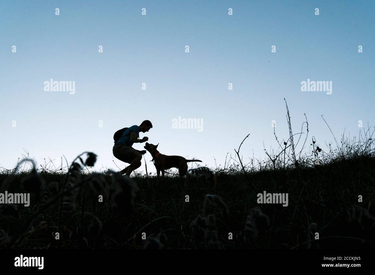 L'uomo che gioca con il suo cane nella luce della natura a. dawn Foto Stock