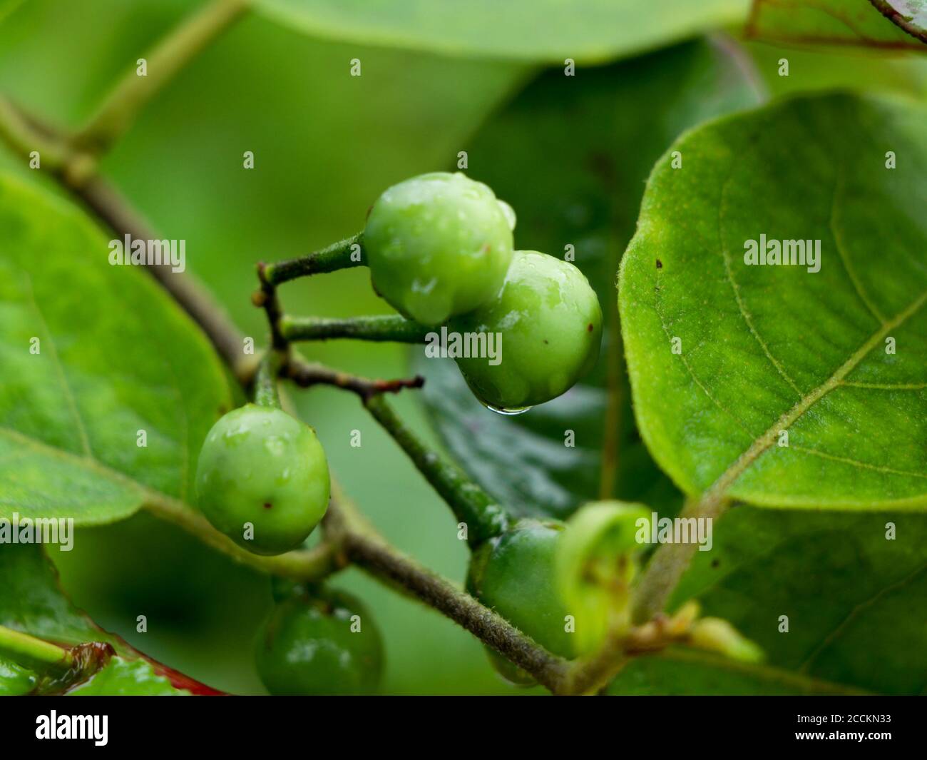 Frutti di tacchino grezzi o frutti di melanzane di pisello noti come Solanum torvum, fuoco selettivo Foto Stock