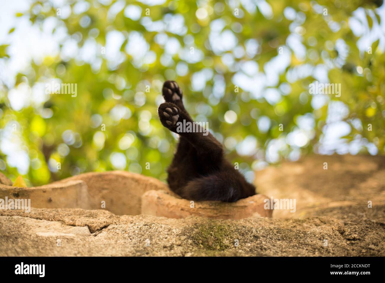 Zampe di gatto che dormono sul muro Foto Stock