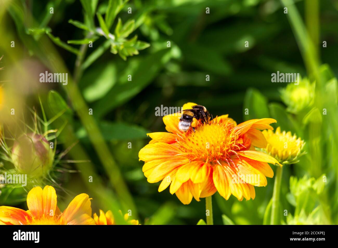 Alimentazione delle api sul fiore selvatico giallo in fiore Foto Stock