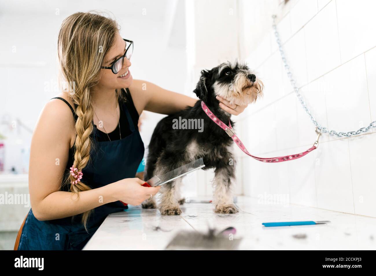 Sorridente femmina groomer spazzolando schnauzer sul tavolo in salone per animali domestici Foto Stock