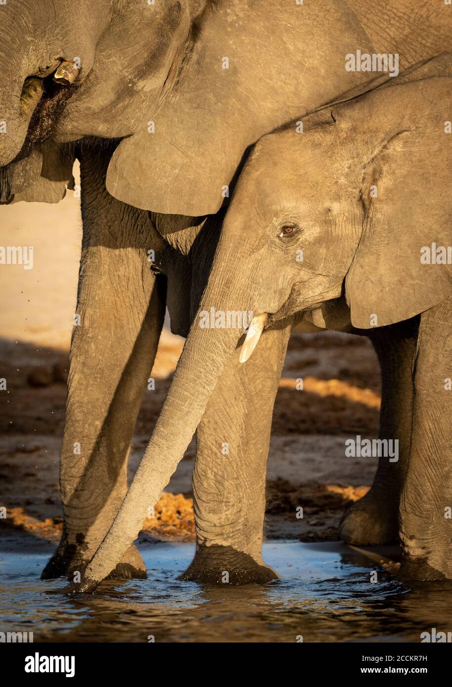 Giovane adulto e sua madre che beve acqua nel fiume Chobe Botswana Foto Stock