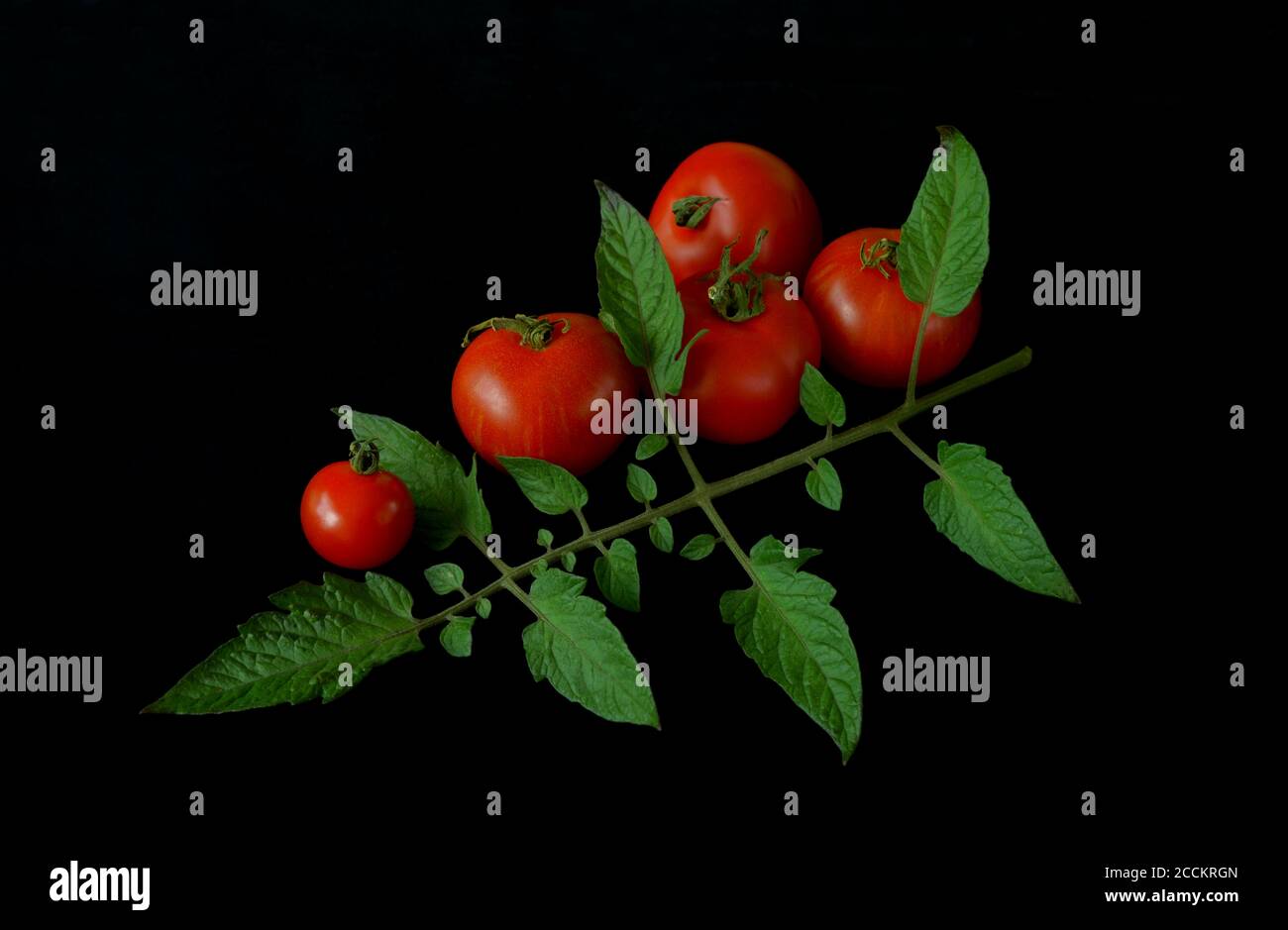 Pomodori maturi ancora vita con sfondo nero. Foto Stock