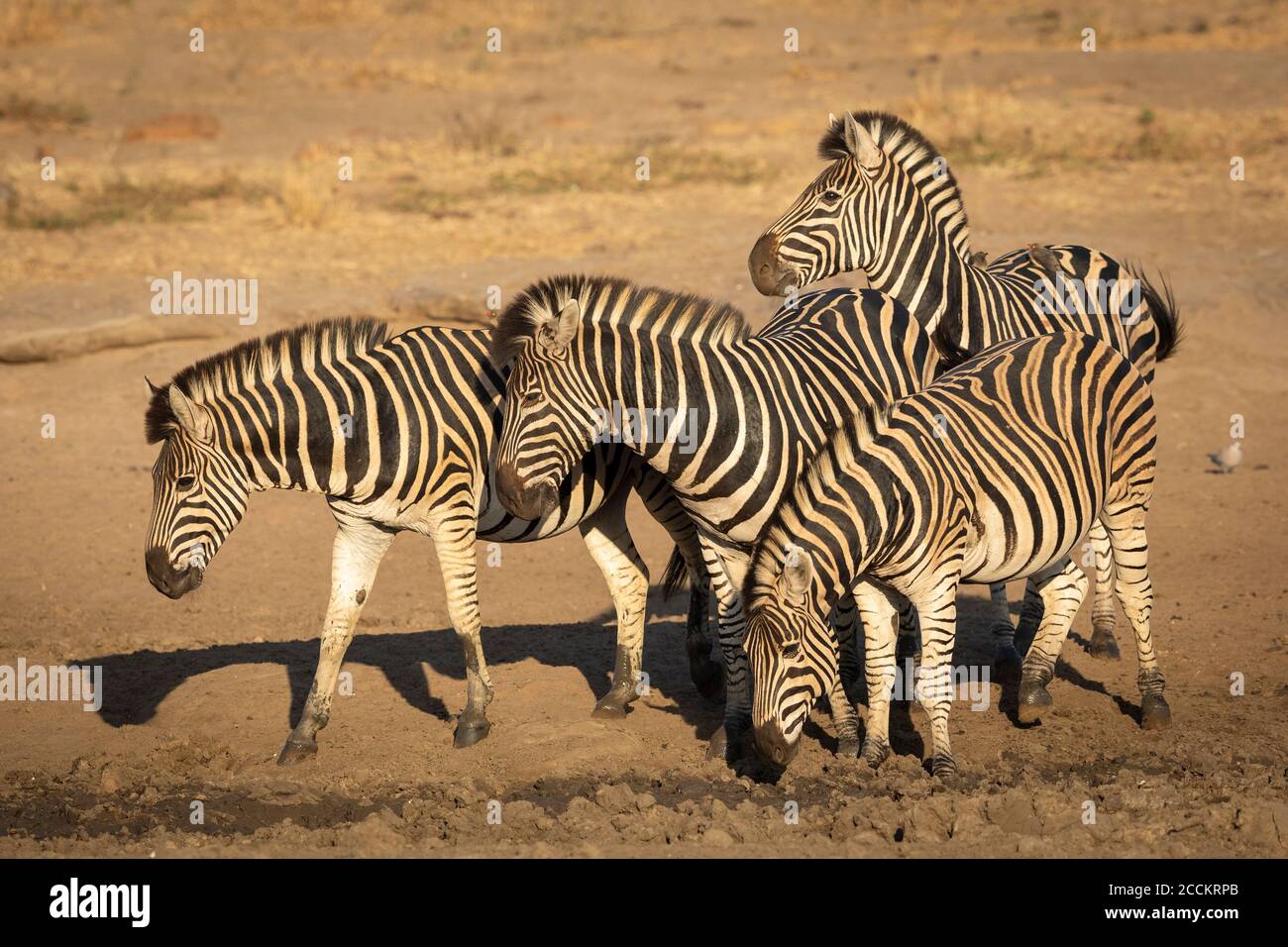 Quattro donne zebra in piedi insieme con oxpeckers sulla schiena In cerca di acqua a Kruger Park Sud Africa Foto Stock