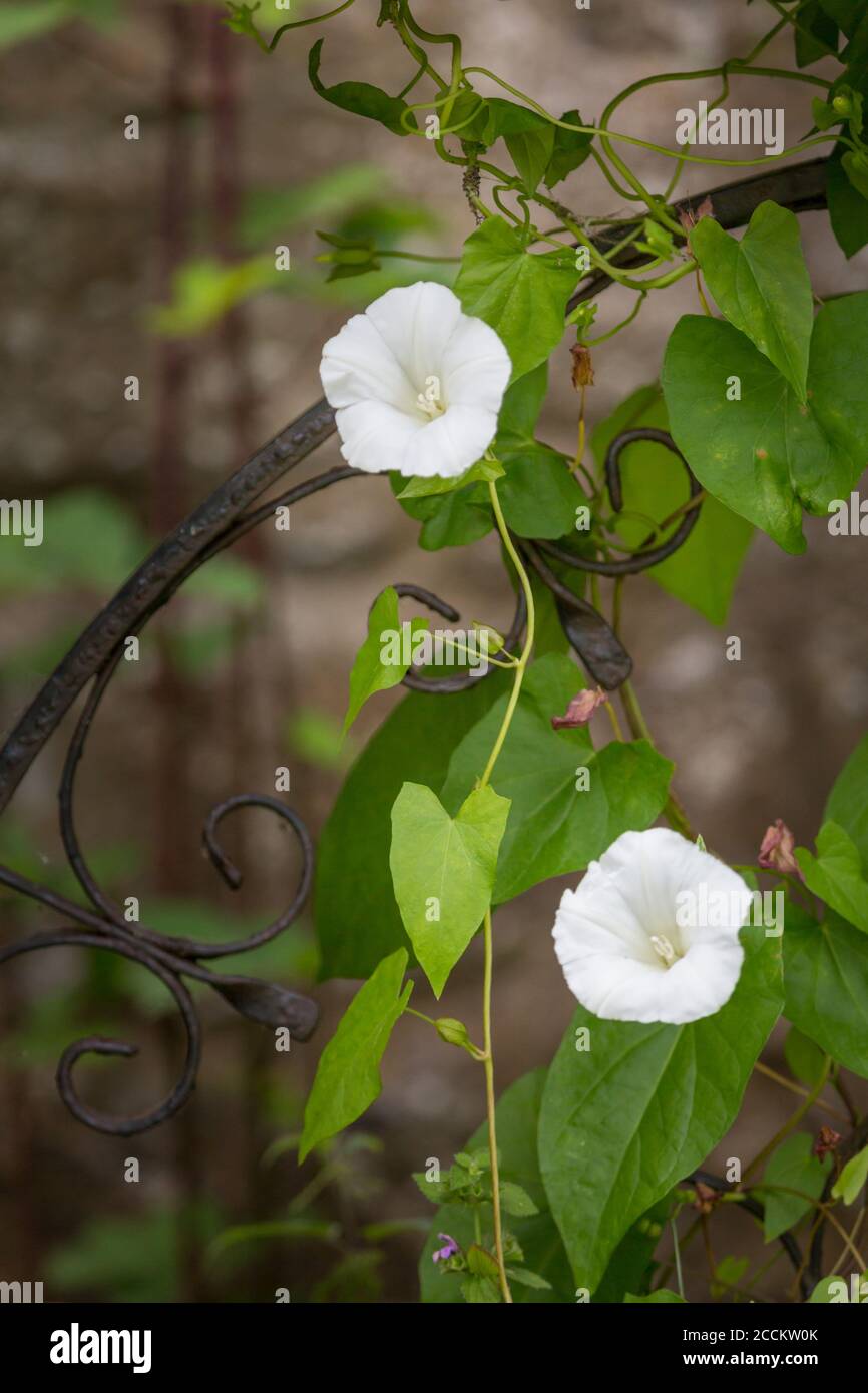 Alghe bianche, note anche come alghe bindali da campo (Convolvulus arvensis), erbaccia d'arrampicata caratterizzata da foglie a forma di freccia e fiori di tromba bianca Foto Stock