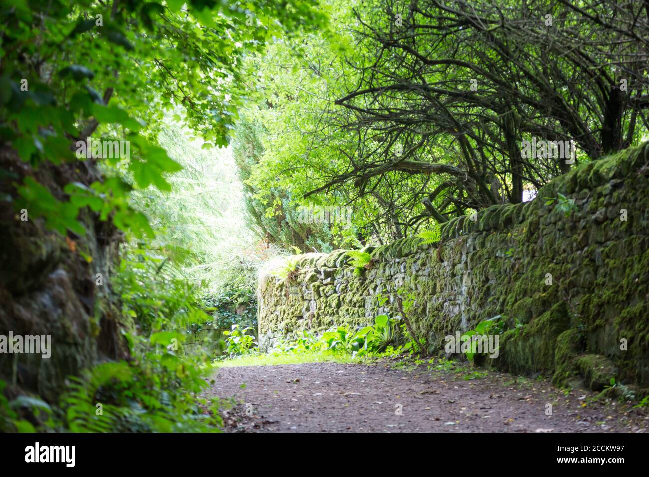 Luce alla fine del tunnel - un sentiero con alto hedgerow con foglie verdi luminose conduce alla luce in una giornata estiva vicino ad un villaggio inglese. Foto Stock
