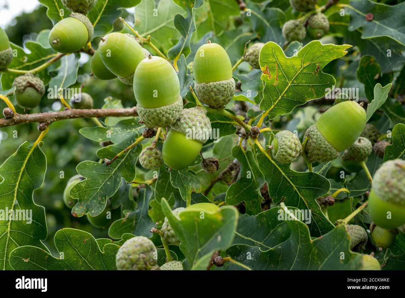Quercia inglese (Quercus robur), ramoscello con ghiande e foglie, Bernried, Baviera, Germania, Europa Foto Stock