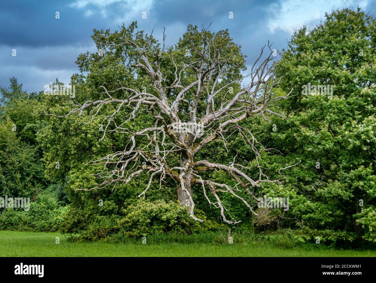 Quercia morta (Quercus) nel Parco Bernrieder, Bernried, Baviera, Germania, Europa Foto Stock