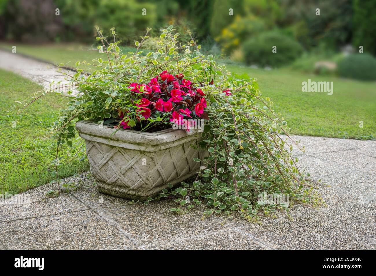 All'esterno vaso di fiori di cemento con pianta estiva Foto stock - Alamy