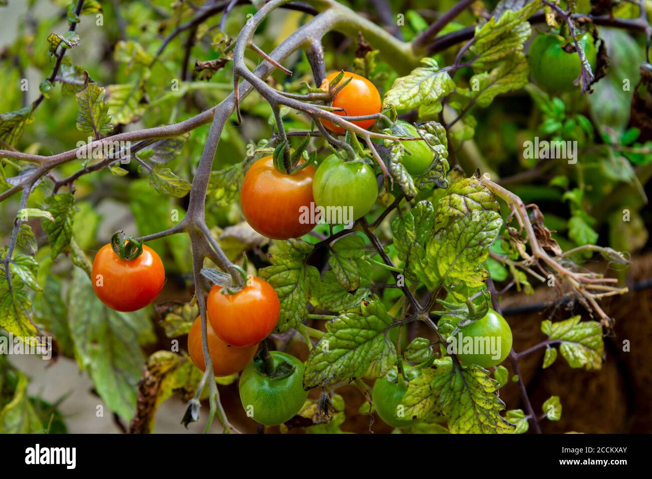 Pomodori, Tumbling Toms (Solanum lycopersicum Tumbling Tom) che cresce in un cestino appeso in un giardino di cucina Foto Stock