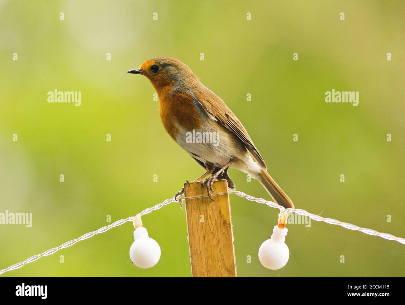 Robin Redbreast Bird appollaiato su un palo di legno con una luce solare bianca su entrambi i lati, contro uno sfondo verde naturale fuori fuoco Foto Stock