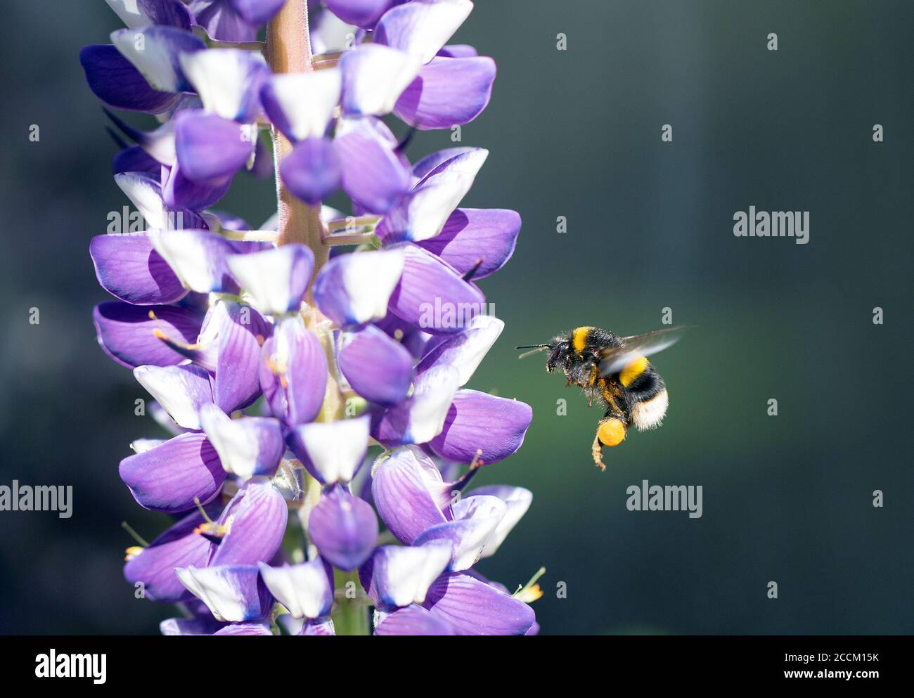 Ape di miele in volo con gambe ricoperte di polline, accanto a un lupino viola e bianco in fiore pieno, con sfondo scuro Foto Stock