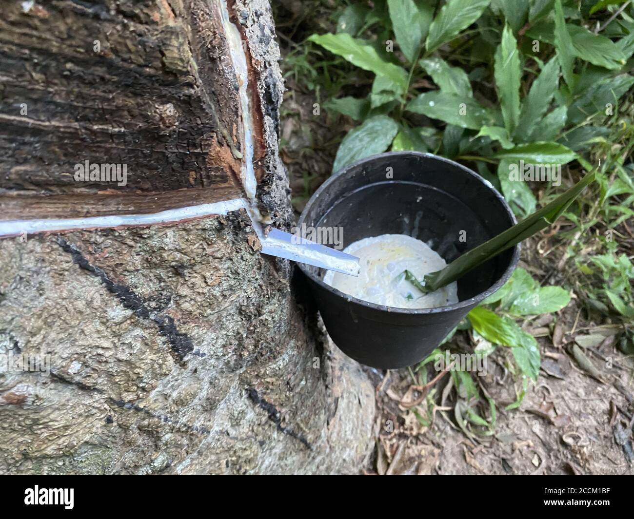 Vista di un sap di albero di gomma che scorre giù ad una tazza di raccolta. Si tratta di un processo di ottenimento della gomma da un albero Foto Stock