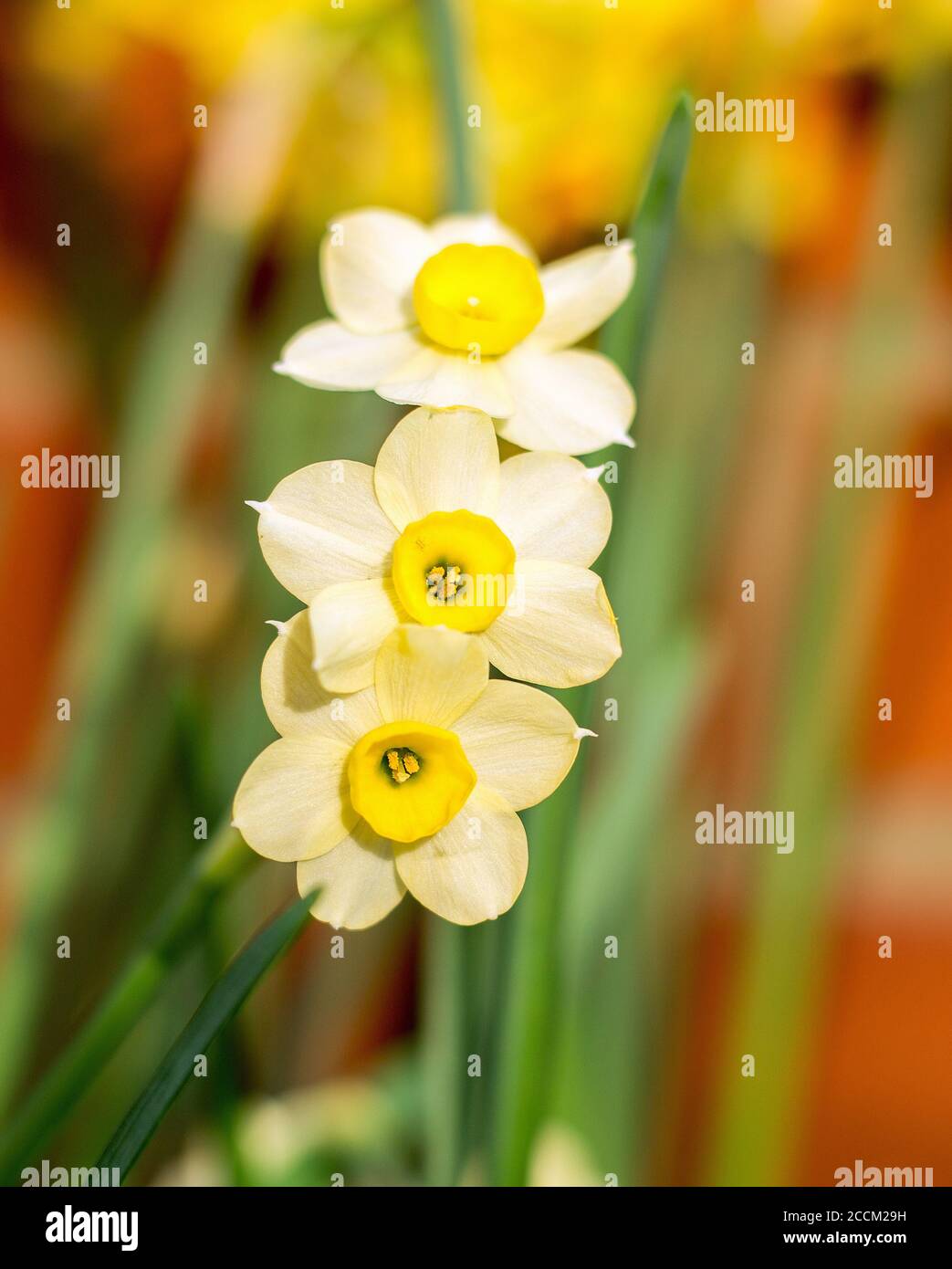 Daffodils in miniatura giallo brillante, con tre fiori su uno stelo, su uno sfondo naturale offuscato del giardino. Fiori primaverili in fiore. Foto Stock