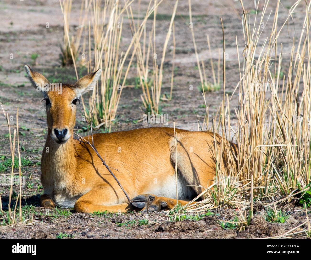 Isolato Puku Antelope che riposa sulle aride pianure africane nel South Luangwa National Park, Zambia Foto Stock