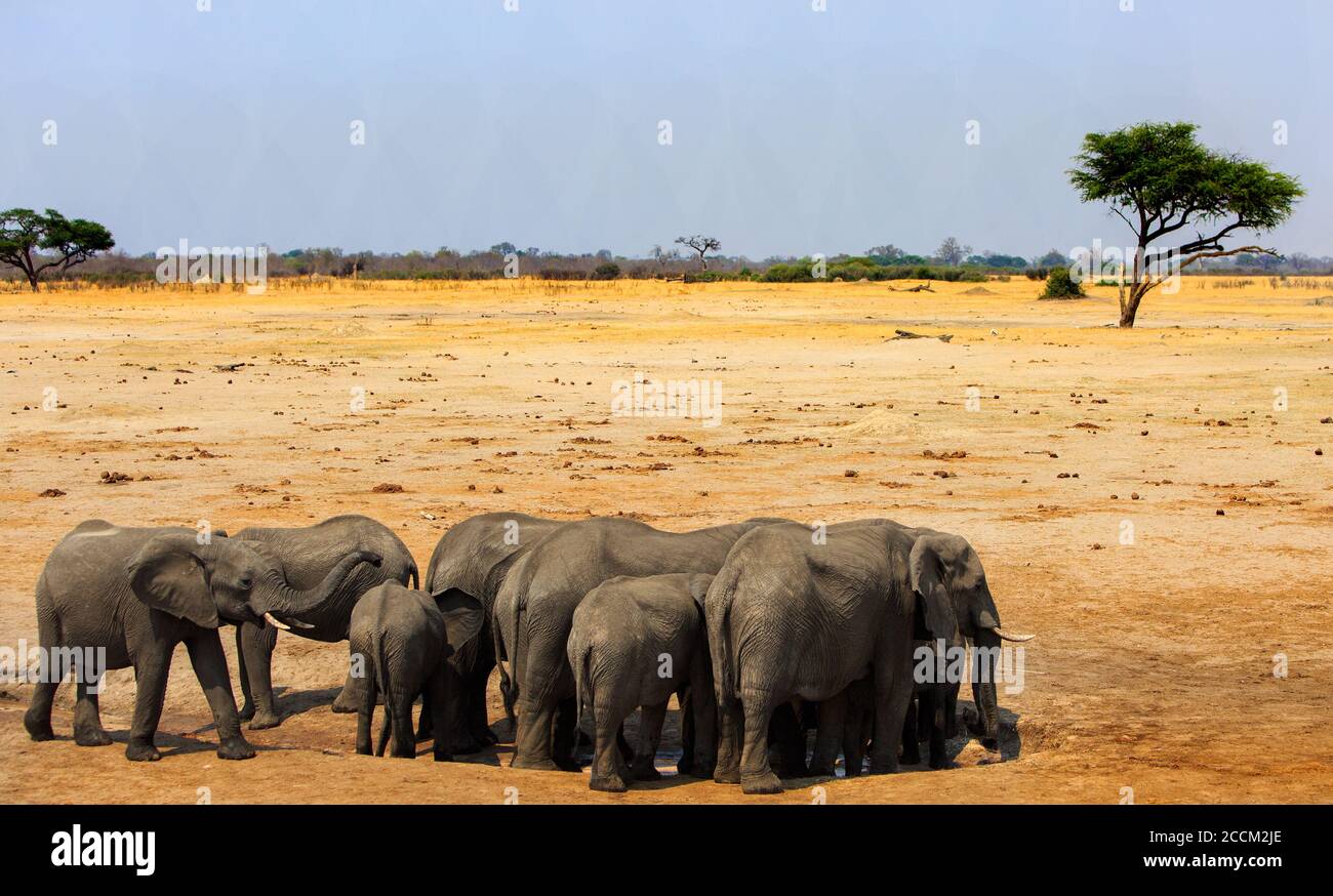 Mandria di elefanti che affollano intorno ad un piccolo buco d'acqua con la savana secca aperta sullo sfondo. Parco nazionale di Hwange, Zimbabwe Foto Stock