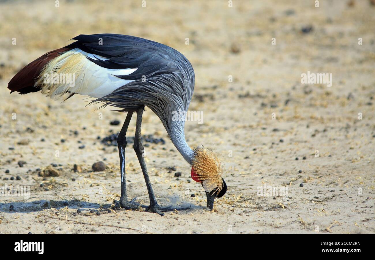 (Baleari regolorum) Gru cresta grigia con testa in giù foraging nella ghiaia alla ricerca di piccoli insetti o insetti. Sono una specie in pericolo. Hwa Foto Stock