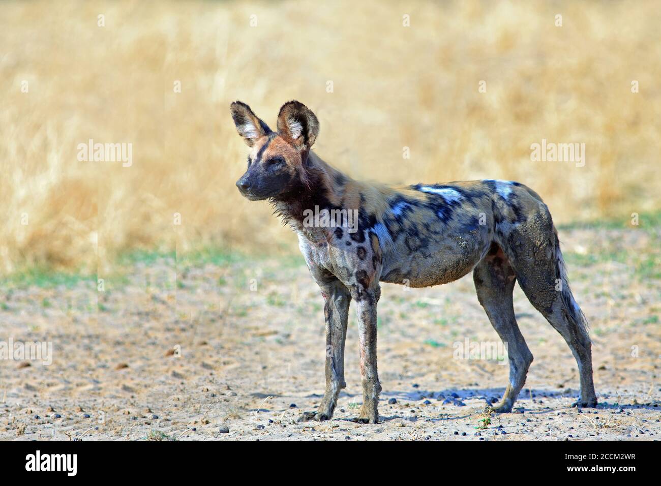 Cane Selvaggio isolato (cane dipinto) in piedi sulle pianure africane gialle. Lo sfondo è una naturale savana gialla secca e sfocata. Sud Luangwa Foto Stock