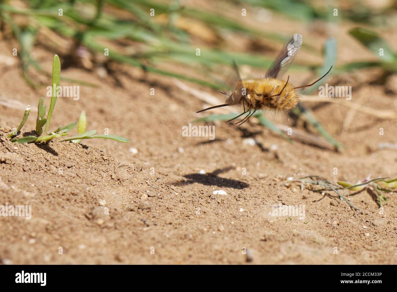 Mosca d'ape dal bordo scuro (Bombylius Major) che oscura mentre fa scivolare la sua coda giù per "bombardare" le uova sul terreno vicino alle entrate del nido d'ospite delle api minerarie. Foto Stock