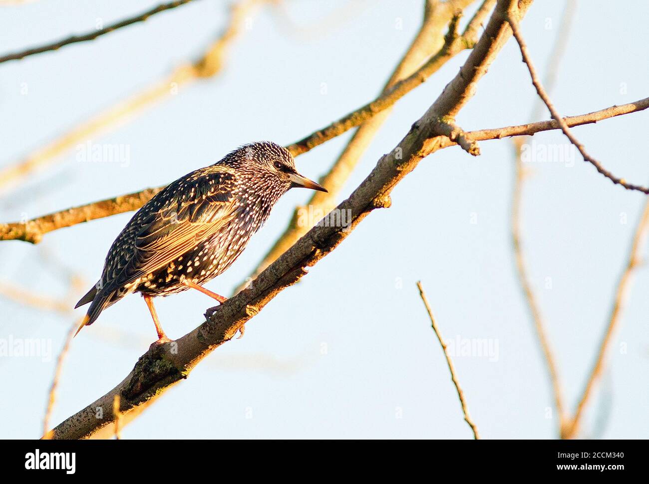 Starling appollaiato su un ramo di albero con una naturale limpida cielo azzurro chiaro Foto Stock