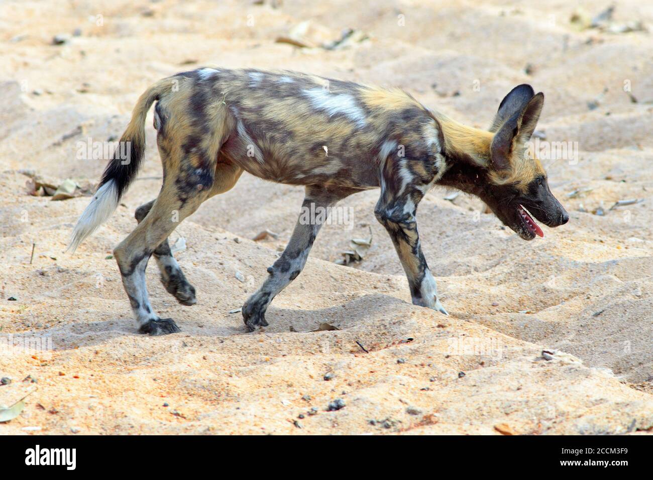 African Wild Dog - conosciuto anche come un cane dipinto (Lycaon Pictus) che attraversa la secca Svannah africana nel South Luagwa National Park, Zambia, Southern Foto Stock