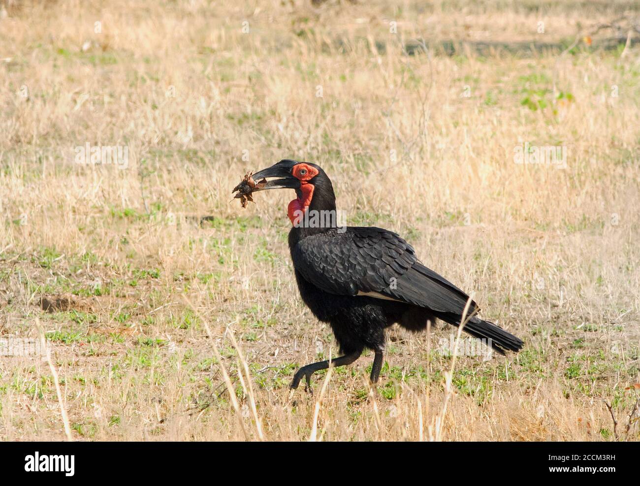 Ground Hornbill (Bucorvus leadbeateri) camminando sulle pianure africane con nidificazione del materiale nel becco, luangwa sud, zambia Foto Stock