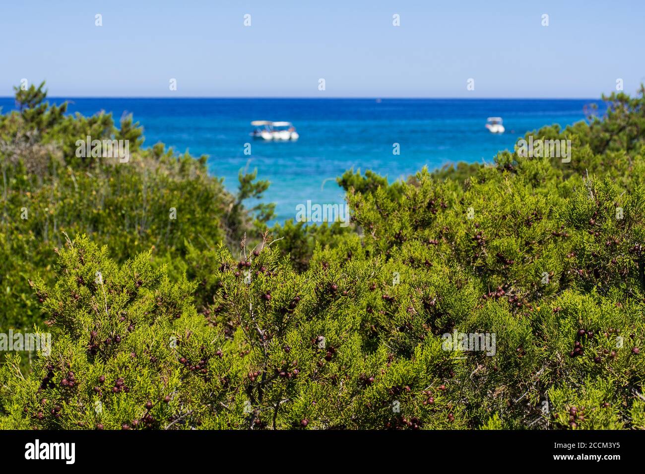Alberi di ginepro e arbusti con mare blu mediterraneo e barche sullo sfondo Foto Stock