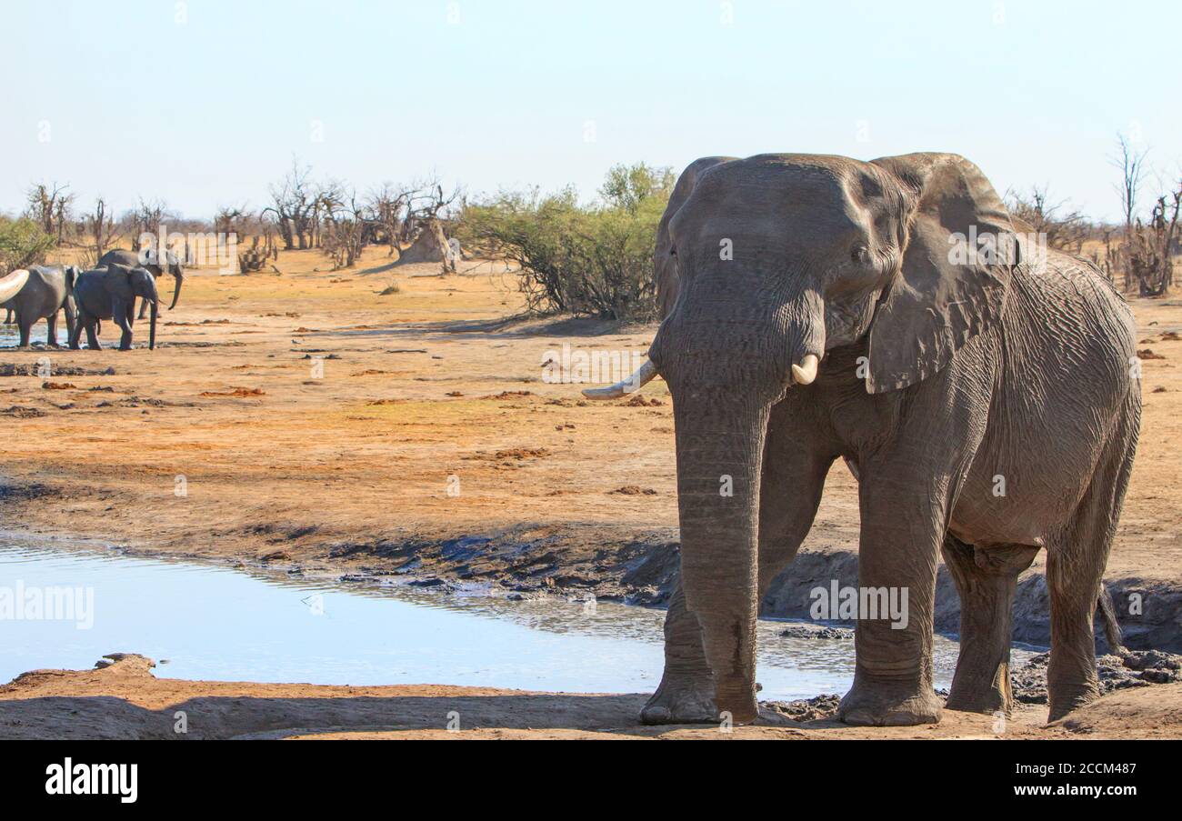 Grande elefante africano in piedi rete ad un buco d'acqua con una piccola mandria in lontananza. Parco nazionale di Hwange, Zimbabwe Foto Stock