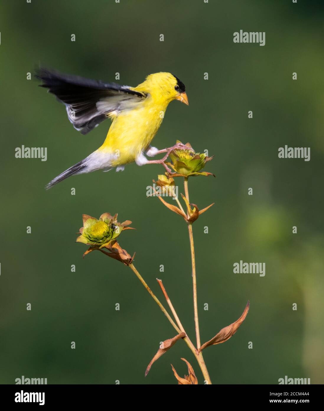 L'alimentazione maschile di pinoli americani (Spinus tristis) sui semi di fiori in prateria, Ames, Iowa, USA Foto Stock