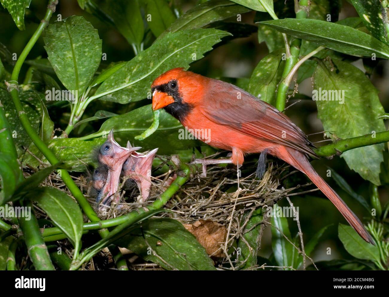 cardinale del Nord (Cardinalis cardinalis) che alimenta nestlings al nido, Georgia, USA Foto Stock