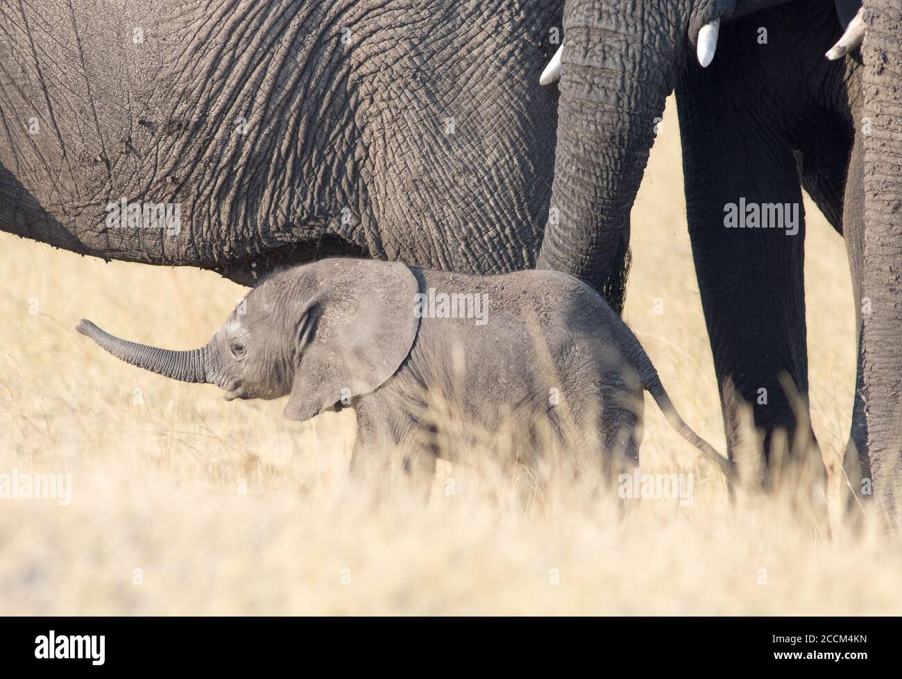 Piccolo vitello elefante con tronco esteso mentre si trova accanto a Madre sulle pianure africane gialle secche nel Parco Nazionale di Hwange, Zimbabwe Foto Stock