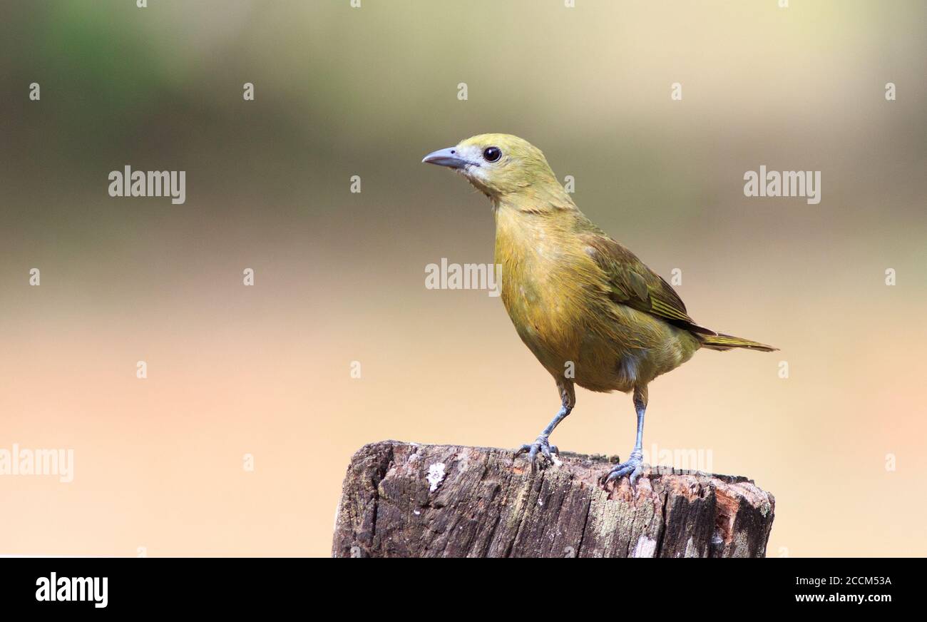 Uccello sconosciuto del pantanal Mato Grosso , Brasile con sfondo naturale offuscato Foto Stock