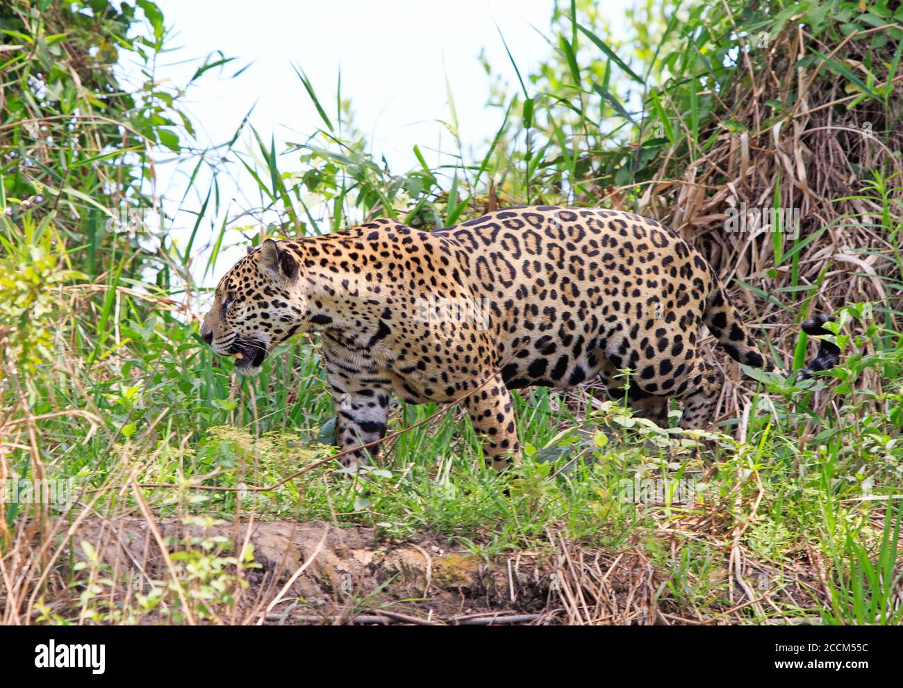 Panthera Ona - giaguaro che cammina attraverso le folte canne sul fiume Pantanal, Brasile Foto Stock