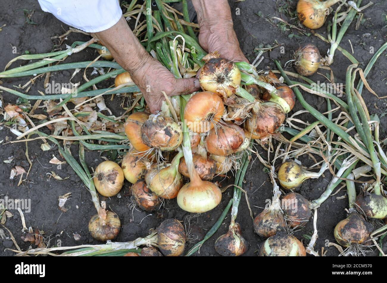 Giardiniere con le mani in mano la raccolta organica maturi cipolla nell'orto Foto Stock