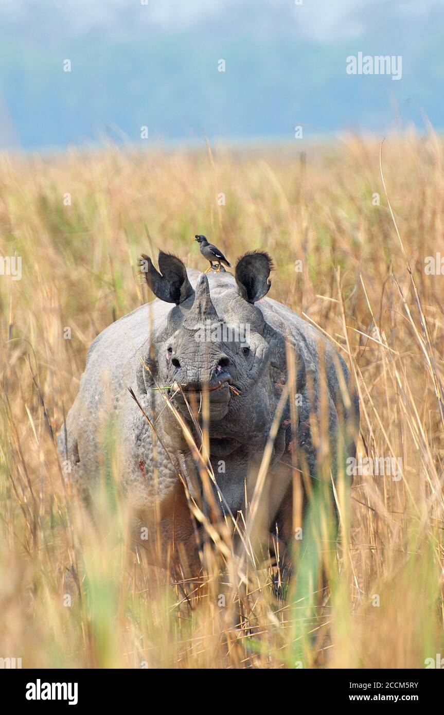 Primo piano su Rhino a una corna Foto Stock