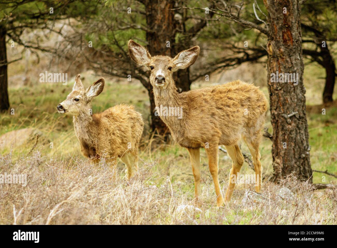 Due cervi muli nelle montagne di Boulder colorado Foto Stock