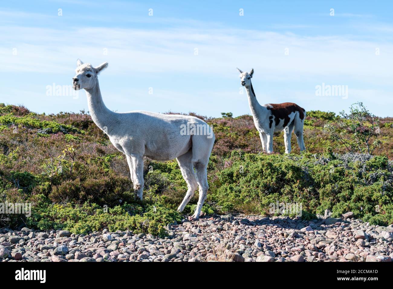 Alpaca all'isola di Jurmo, Parainen, Finlandia Foto Stock