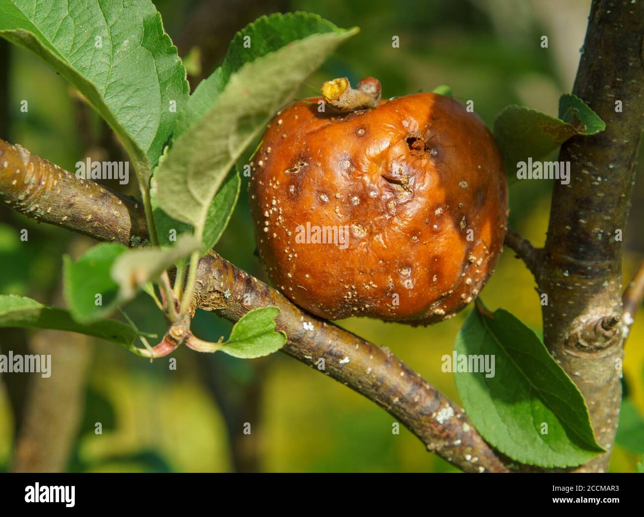 Mela marrone marcio in albero di mela all'autunno Foto Stock