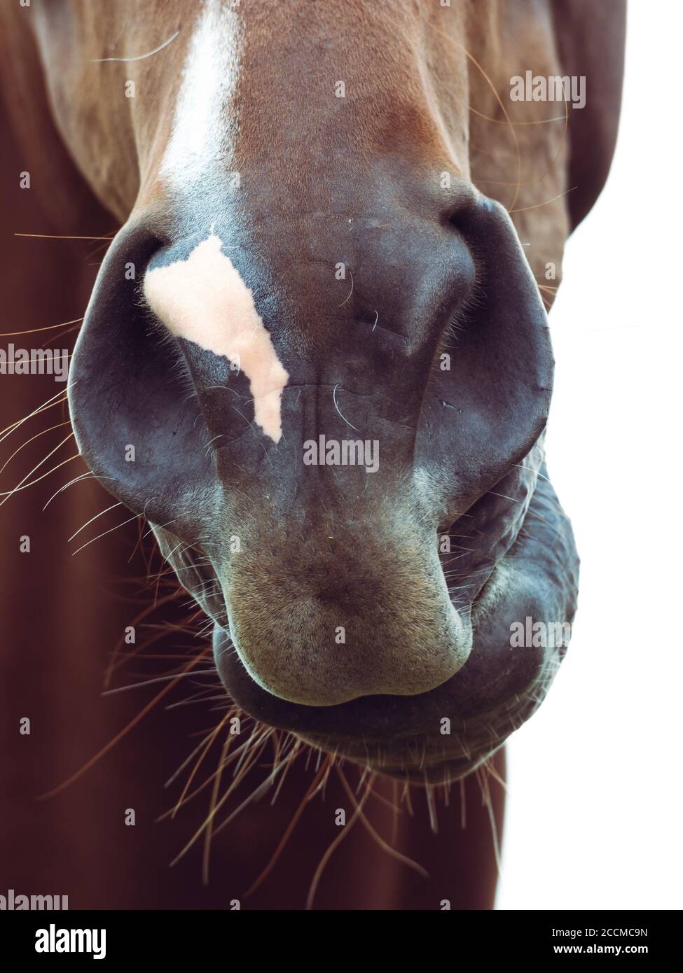 Un colpo di testa da vicino a un cavallo. dettagli di narici e occhi Foto Stock