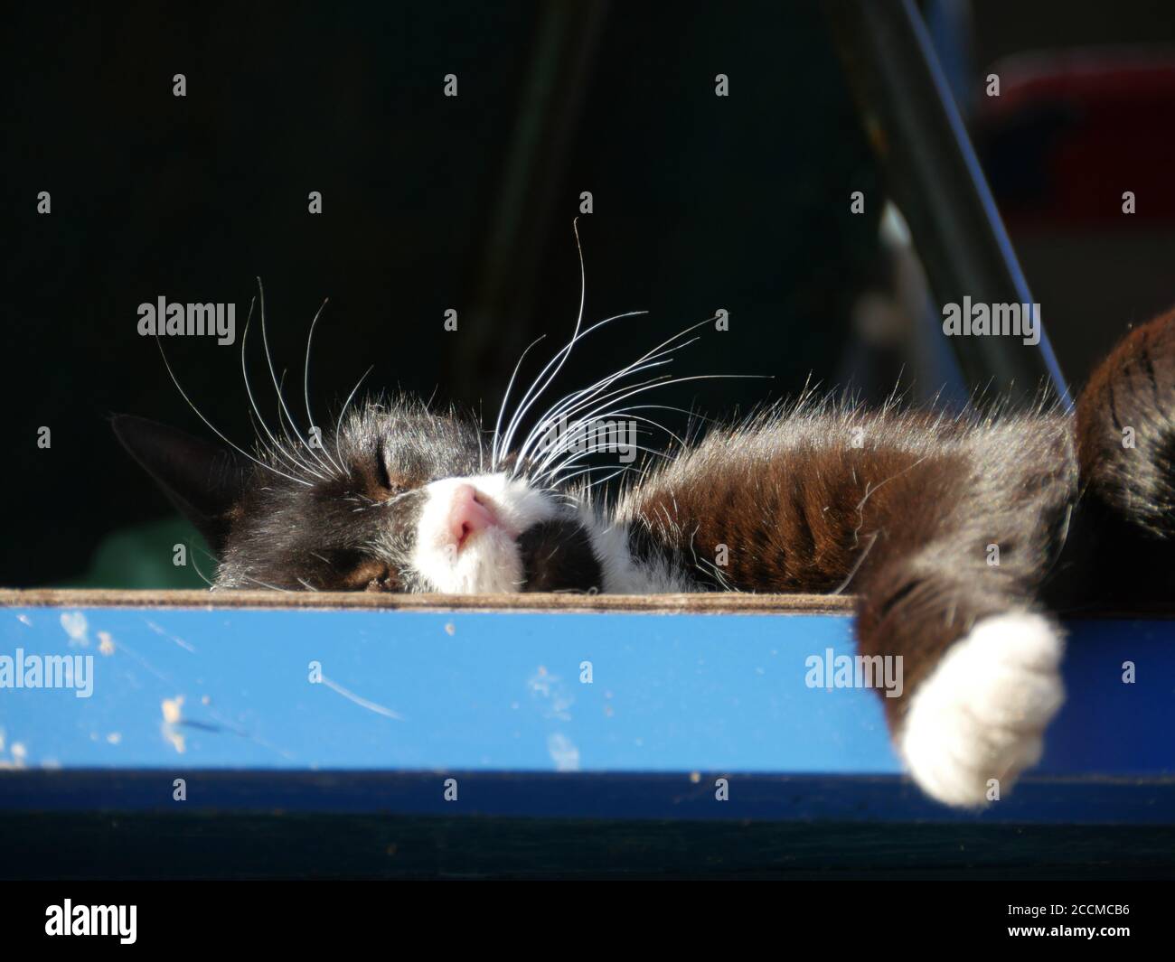 Mustachioed nero tuxedo gatto dormire nel sole vicino-up basso angolo di visione Foto Stock