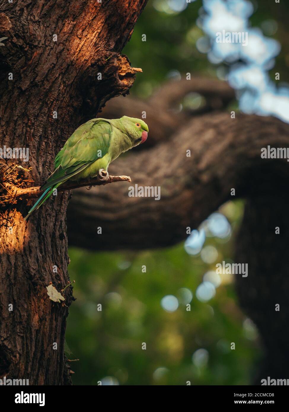 Un parakeet sedeva su un albero durante il tramonto. Fotografato a Londra Foto Stock