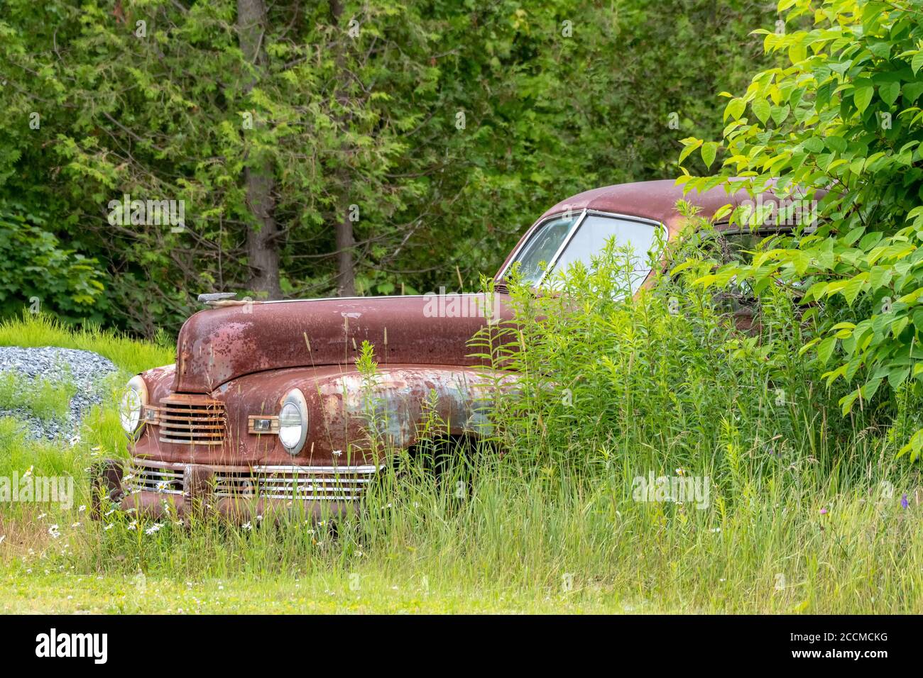 Un'auto vecchia, arrugginita, abbandonata nei cespugli. La vettura è completamente ricoperta di ruggine, ma i finestrini sono intatti. Foto Stock