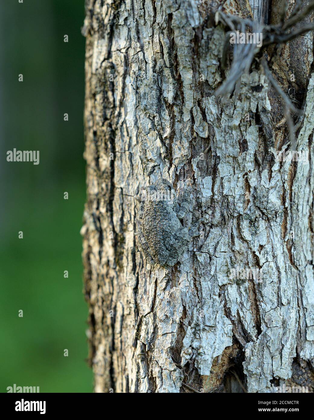 Rana americana Foto Stock