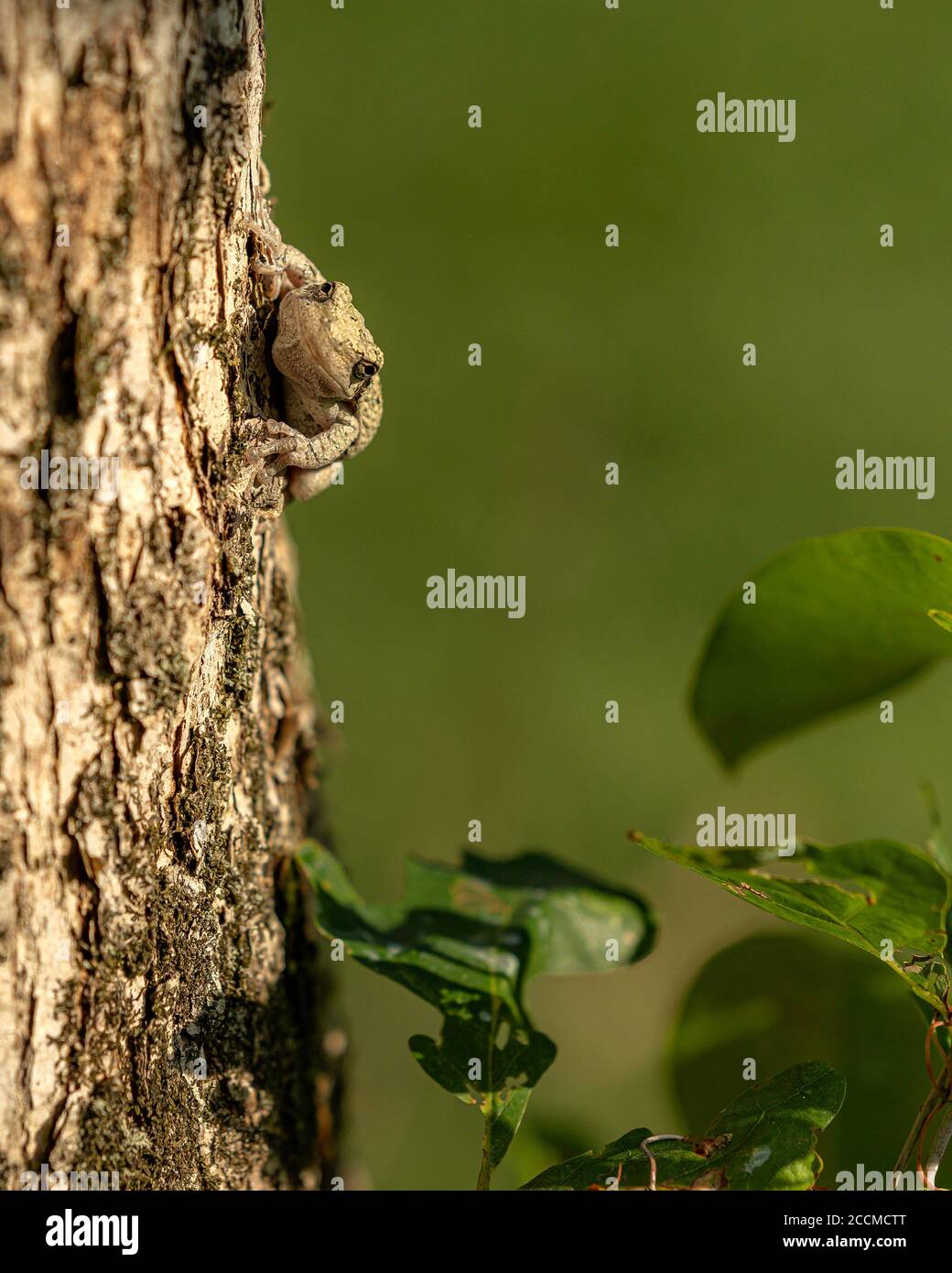 Rana americana Foto Stock